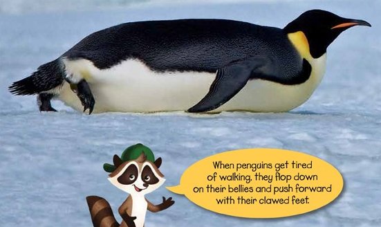 penguin bellyflop