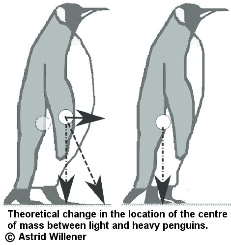 penguin cgm