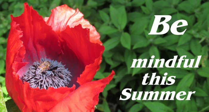 Summer Bee